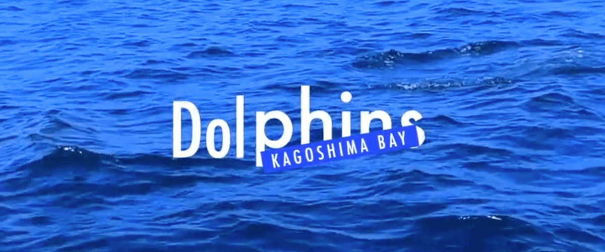 錦江湾のイルカ